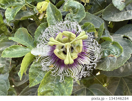 Beautiful Passion flower (lat.- Passiflora) 134346284