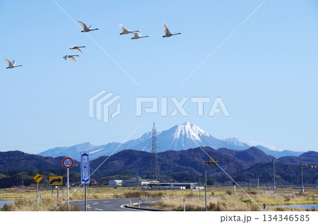 快晴の青空に映える冠雪の大山をバックに能義平野を走る白鳥ロードのS字カーブの上空を行き交う白鳥の編隊 134346585