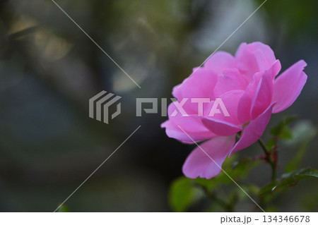 ピンク色の薔薇と後ろぼけ 134346678