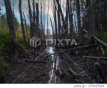 A shallow stream runs through a muddy swamp. Bare, dark trees stand close together, with fallen branches scattered around. A shallow stream runs through a muddy swamp. Bare, dark trees stand close together, with fallen branches scattered around. 134347084