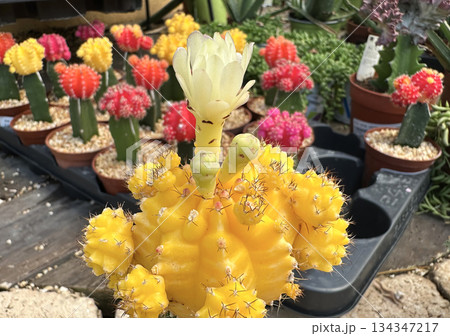 Blossom moon cactus (Gymnocalycium mihanovichii) Blossom moon cactus (Gymnocalycium mihanovichii) 134347217