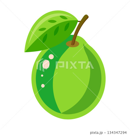 Green guava fruit with leaf vector illustration isolated on white background Green guava fruit with leaf vector illustration isolated on white background 134347294