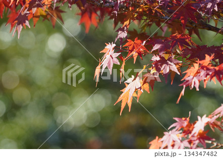 京都大原の赤く紅葉した楓の葉 134347482