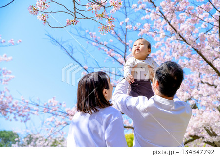 桜満開の家族イメージ 高い高い 抱っこ 桜を触る赤ちゃん 桜満開の家族イメージ 高い高い 抱っこ 桜を触る赤ちゃん 134347792