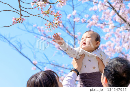 桜満開の家族イメージ　高い高い　抱っこ　桜を触る赤ちゃん　トリミングアップ 134347935