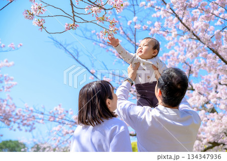 桜満開の家族イメージ　高い高い　抱っこ　桜を触る赤ちゃん　 134347936