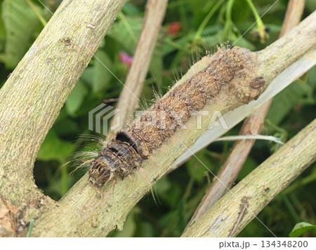 Hairy Brown Caterpillar Resting on a Rough Wooden Branch Hairy Brown Caterpillar Resting on a Rough Wooden Branch 134348200
