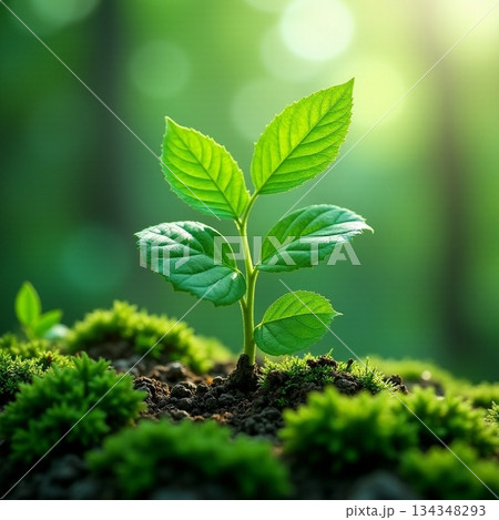 AI generated New plant emerges with dew, Seedling rising amid damp moss and sunlight AI generated New plant emerges with dew, Seedling rising amid damp moss and sunlight 134348293