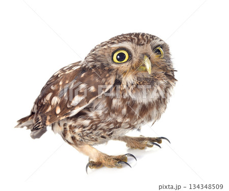 Little owl Little owl 134348509