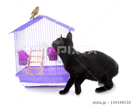 cat and bird cat and bird 134348510