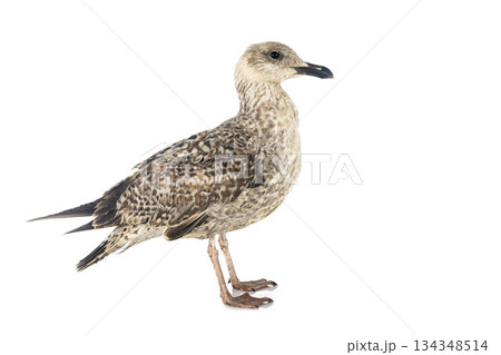 European herring gull 134348514