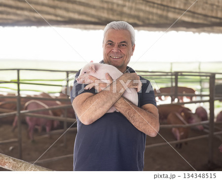 young pig and man young pig and man 134348515