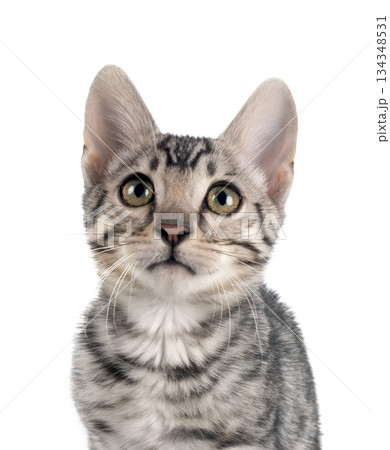 bengal kitten in studio 134348531