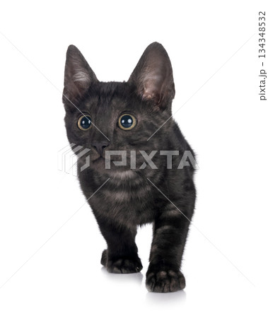 bengal kitten in studio 134348532