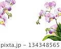 horizontal frame with watercolor pink and purple orchid flowers, buds and green leaves, hand drawn tropical plant, floral sketch of blossom flowers, botanical illustration for wedding decoration 134348565