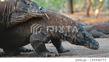 Two Komodo dragons are walking on Rinca Island, one of the three largest islands in Komodo National Park, Indonesia, home to the largest living lizard species 134348773