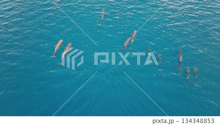 Pilot whales are swimming in formation in clear blue ocean water, creating a beautiful natural spectacle, as seen from an aerial drone perspective. Wild nature sea travel background, top down view Pilot whales are swimming in formation in clear blue ocean water, creating a beautiful natural spectacle, as seen from an aerial drone perspective. Wild nature sea travel background, top down view 134348853