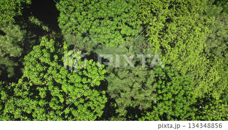 Tropical forest dense canopy of lush green foliage forming vibrant tapestry of nature background. Drone flight top down aerial view captures breathtaking beauty of green leaves moving on wind 134348856