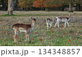 Three small adorable baby fallow deer grazing peacefully look at camera in meadow with dry leaves and green grass during the autumn season, with trees in the background. Wild animals nature landscape Three small adorable baby fallow deer grazing peacefully look at camera in meadow with dry leaves and green grass during the autumn season, with trees in the background. Wild animals nature landscape 134348857