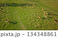 Aerial fallow deer group grazing lush green meadow, some animals walking the grass, showcasing the beauty of wildlife in their natural habitat. Wild nature discovery background. Drone flight Aerial fallow deer group grazing lush green meadow, some animals walking the grass, showcasing the beauty of wildlife in their natural habitat. Wild nature discovery background. Drone flight 134348861