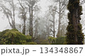 Lush green ferns and moss-covered trees vanishing into thick fog create captivating and mysterious atmosphere in tropical rainforest, inviting exploration of its hidden wonders. Drone flight Lush green ferns and moss-covered trees vanishing into thick fog create captivating and mysterious atmosphere in tropical rainforest, inviting exploration of its hidden wonders. Drone flight 134348867