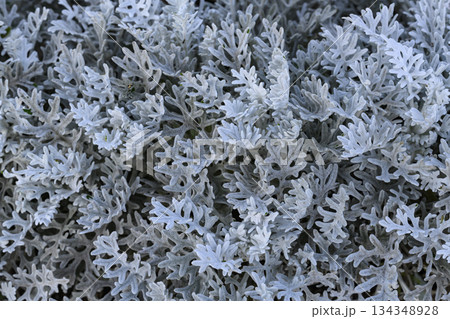 Silver Wormwood plants form a carpet of fancy leaves 134348928