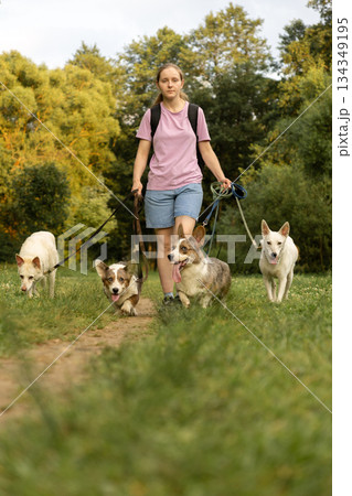 woman walks pack of dogs on leashes in a park. dog sitter, dog handler, trains pets.  134349195