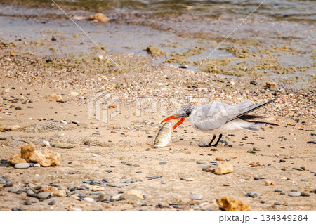Caspian tern catching fish on sandy Red Sea shore in Egypt, dynamic wildlife moment with seabird hunting prey along coastal beach 134349284