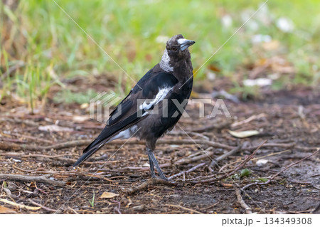 An Australian Magpie bird standing on the ground in the sunshine 134349308