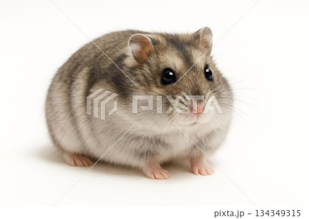 ジャンガリアンハムスター・白背景 134349315