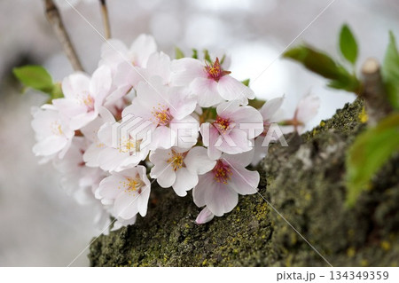 樹皮に咲く淡い桜の花のクローズアップ 134349359