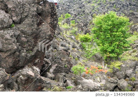 溶岩地帯に芽吹く新緑の木と初夏の自然風景 134349360