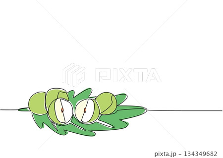 Continuous one line drawing several oak apple fruits on leaves. Similar to an apple, but this fruit is not for eating. Like gall on plants. Oak Apple Day. Single line draw design vector illustration 134349682