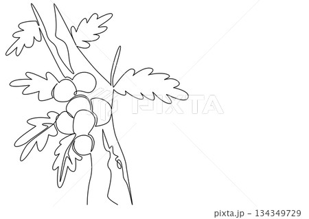 Single one line drawing some oak apples clinging to the tree branches with their leaves. Like parasites or mistletoe on plants. Biology. Oak Apple Day. Continuous line design graphic illustration Single one line drawing some oak apples clinging to the tree branches with their leaves. Like parasites or mistletoe on plants. Biology. Oak Apple Day. Continuous line design graphic illustration 134349729