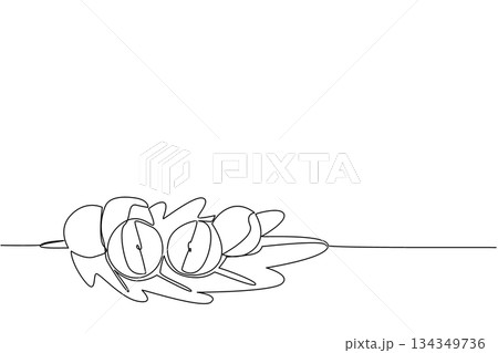 Continuous one line drawing several oak apple fruits on leaves. Similar to an apple, but this fruit is not for eating. Like gall on plants. Oak Apple Day. Single line draw design vector illustration 134349736