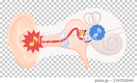 アブミ骨筋反射のイラスト素材 134350044