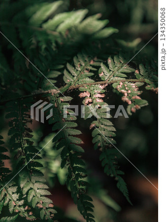 Sunlight shines on the surface of the green ferns leaves. Sunlight shines on the surface of the green ferns leaves. 134350068