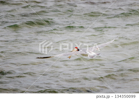 White cheeked tern flying low over sea surface with fish in beak, hunting seabird in action over shallow water in Red Sea Egypt, dynamic wildlife moment White cheeked tern flying low over sea surface with fish in beak, hunting seabird in action over shallow water in Red Sea Egypt, dynamic wildlife moment 134350099