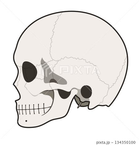 頭蓋骨の側面のイラスト素材 134350100
