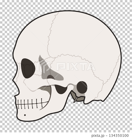 頭蓋骨の側面のイラスト素材 134350100