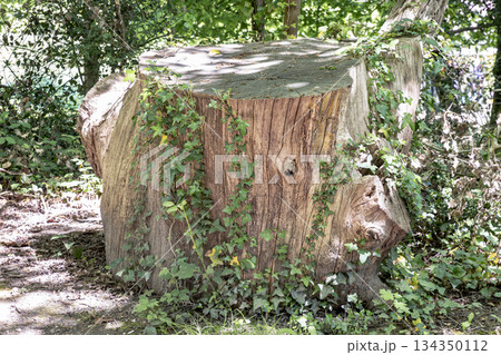 Sunlight shines on the surface of the Tree stump through the gaps between branches and leaves. 134350112