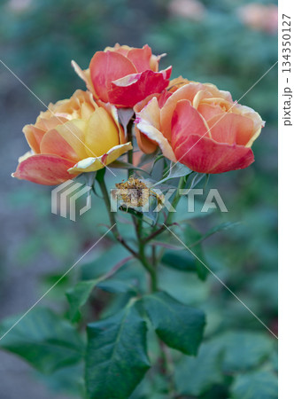 Pretty Rose Flowers 'Pride of Cheshire' or 'About Face' (WEKosupalz) on nature background. 134350127