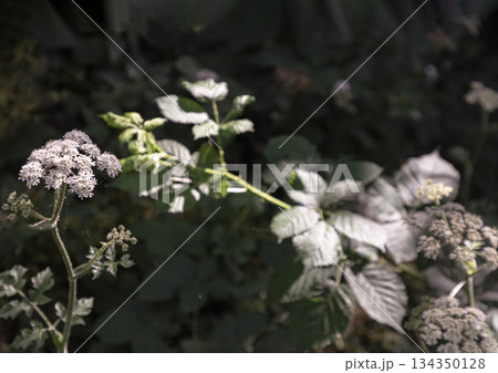 Sunlight shines on the surface of the Angelica sylvestris plant (Wild Angelica). 134350128