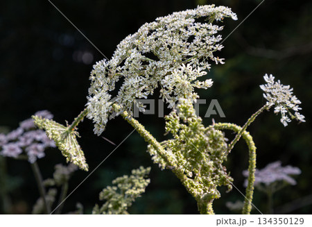 Close-up of the Angelica sylvestris plant (Wild Angelica) with clusters of small white flowers. 134350129