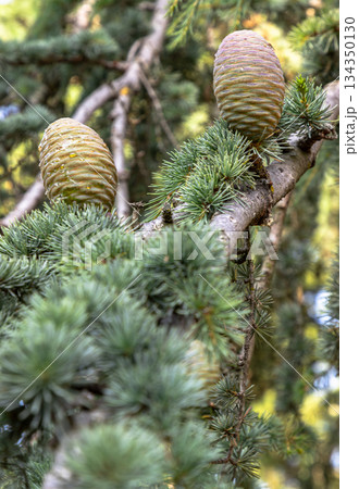 Conifer with Immature pine cones in a tree. 134350130