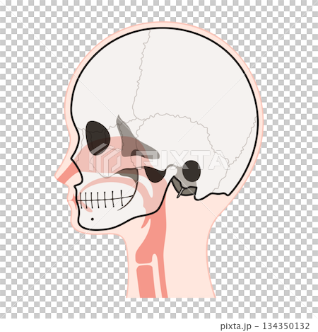 矢狀切面頭骨和頭部的示意圖 134350132