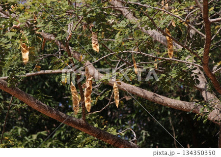 ビルマネム ビルマネム 134350350