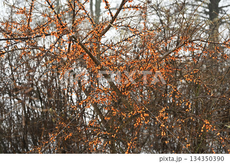 leafless branches of a sea buckthorn shrub covered in bright orange berries 134350390