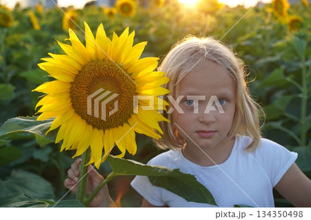 Child Holding Sunflower at Sunset in Blooming Field 134350498