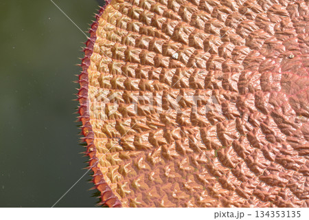 オニバス　葉模様 134353135